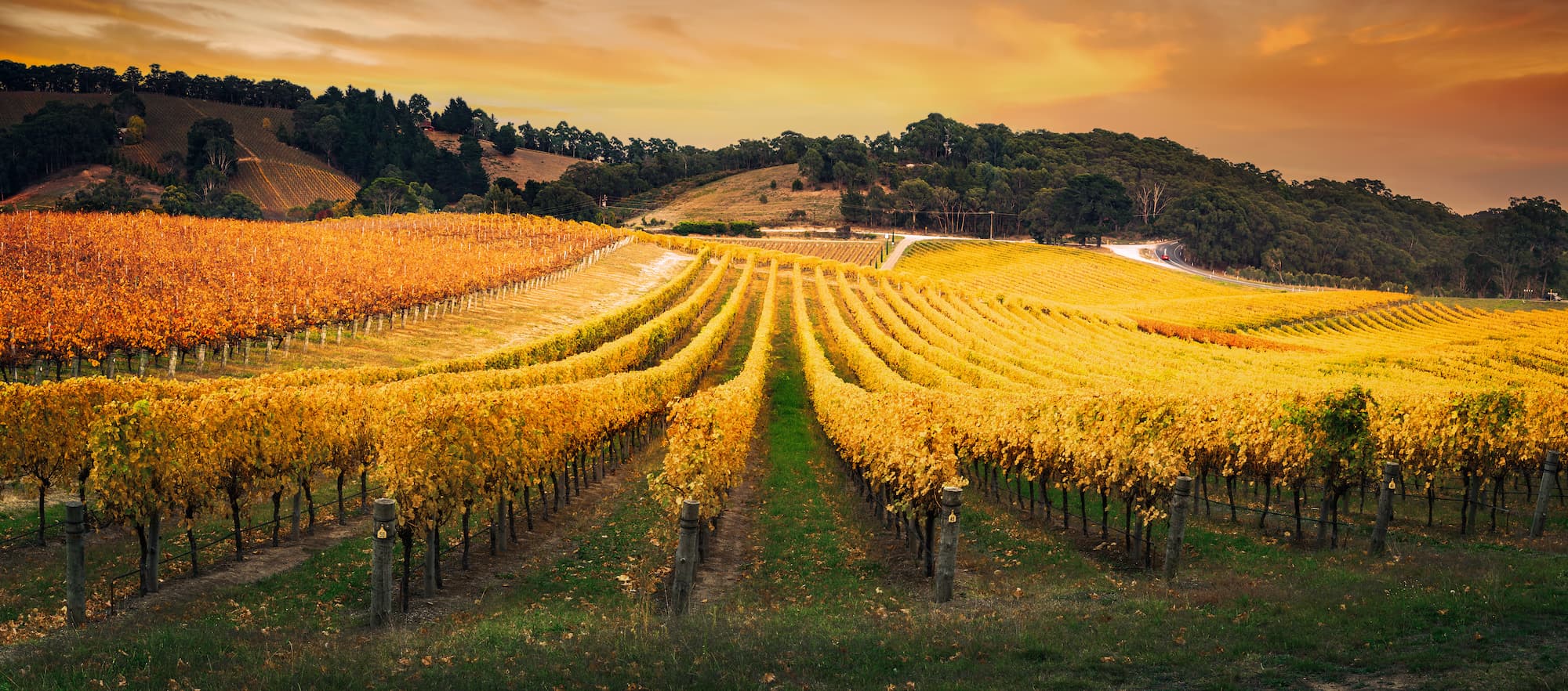 Vineyard - South Australia