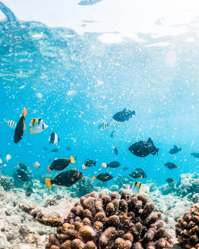 Ready to dive into one of the most jaw-dropping natural wonders on the planet? 🐠⠀
⠀
The Great Barrier Reef is teeming with technicolour coral, friendly sea turtles, and more marine life than you can poke a snorkel at.⠀
⠀
Whether you're scuba certified or just keen for a snorkel, this underwater playground is calling your name!⠀
