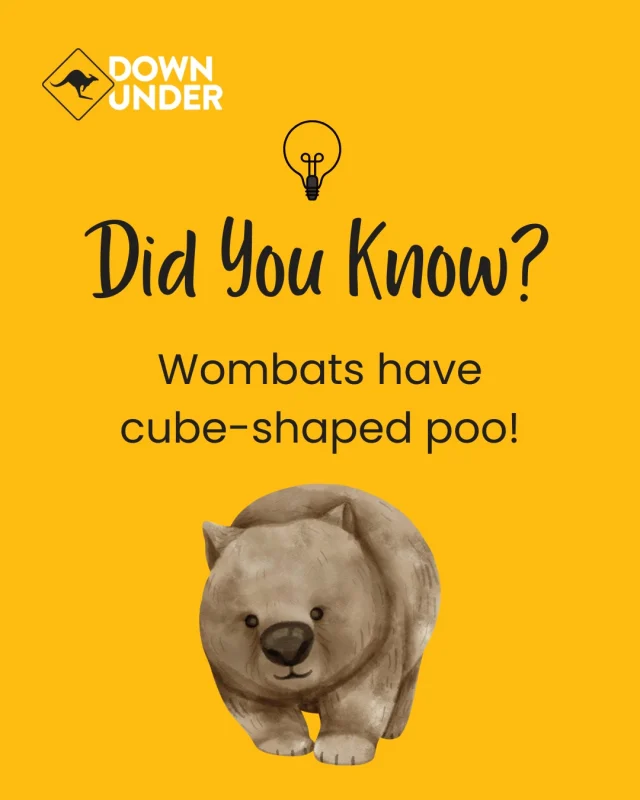 Did you know that wombats have cube-shaped poo? Yep, these furry legends drop square nuggets to mark their territory and stop them from rolling away – fair dinkum! Aussie wildlife is weird and wonderful, and we wouldn’t have it any other way.